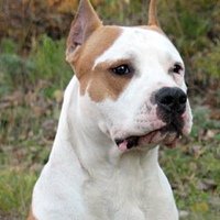 Александр Размаенко