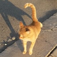 Александр Мосыгин