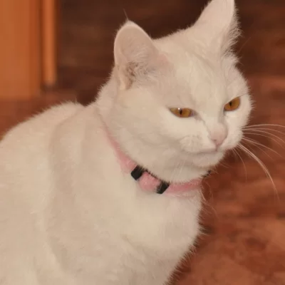 Андрей Моисеев_2