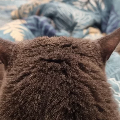 Владислав Шуман