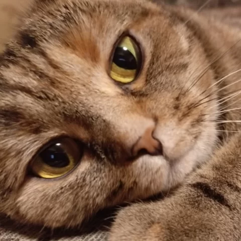 Руслан Хакимов