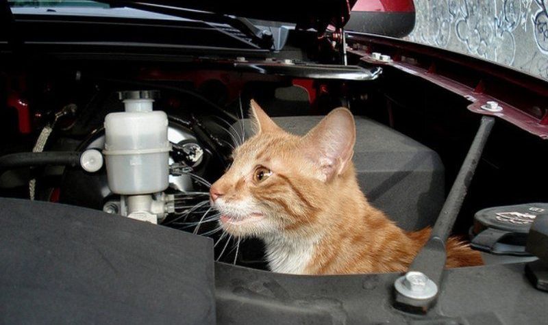 АВТОВАЗ не будет менять конструкцию Лада Калина из-за кошек