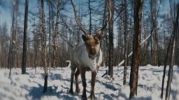 Нива 4х4 и Lada XRAY в Якутии, видео отчет «Дикарей»