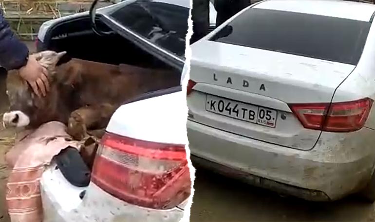 Как в седане Lada Vesta перевозили крупный рогатый скот